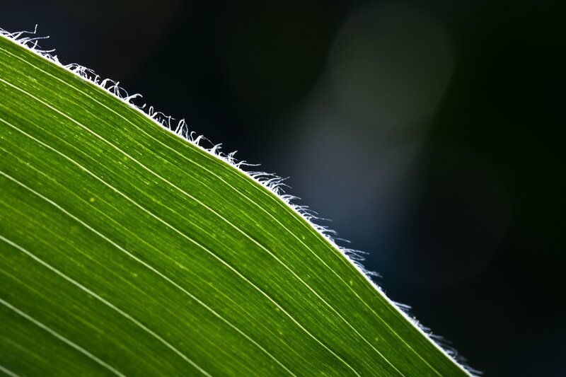 Green Leaf Edge — Dramatic