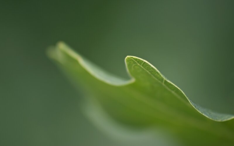 Green Leaf Edge — Serene, Photograph