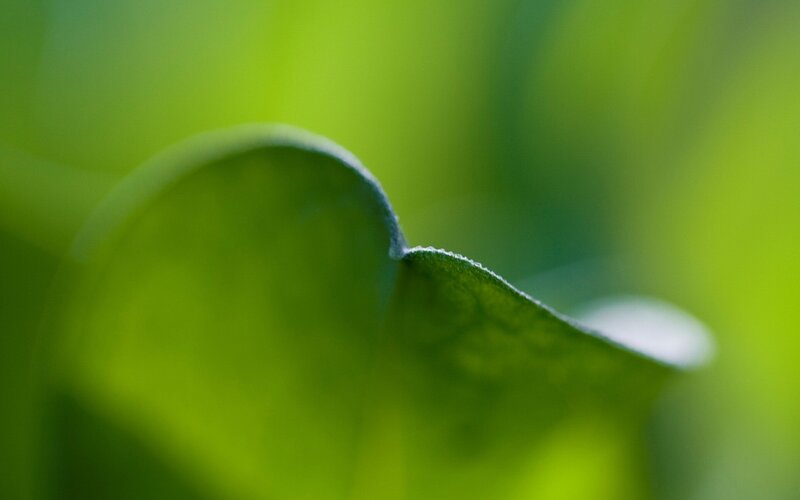 Green Leaf Edge — Serene