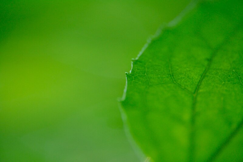 Green Leaf Edge