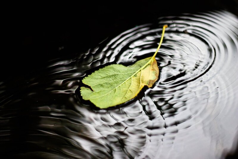 Green Leaf Floating on Water