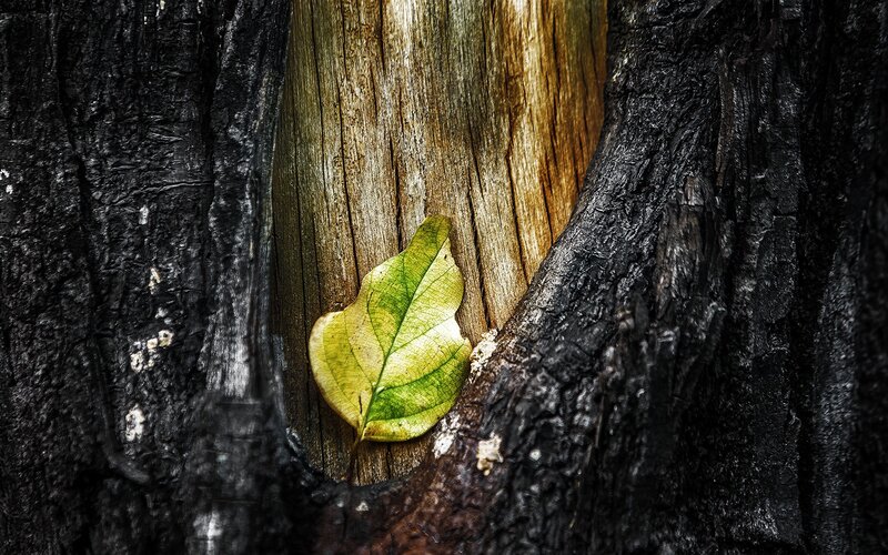 Green Leaf in Burnt Wood