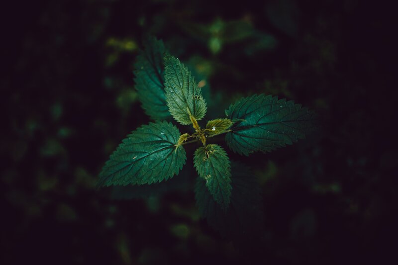 green leaf in dark forest