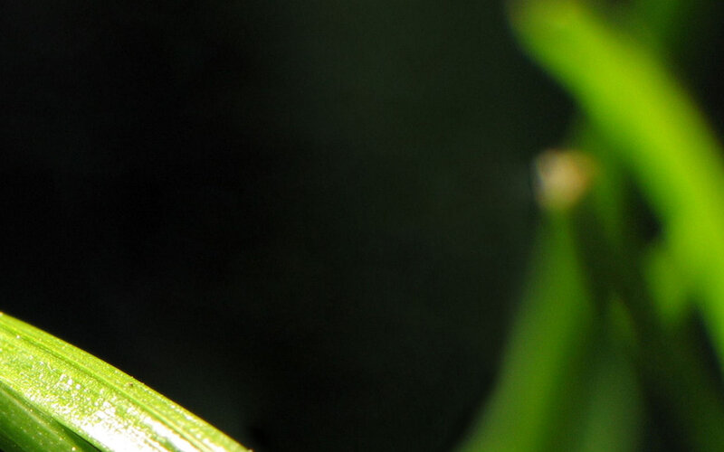 Green Leaf in Darkness — Dark