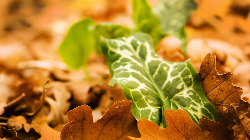 Green Leaf in Fallen Leaves
