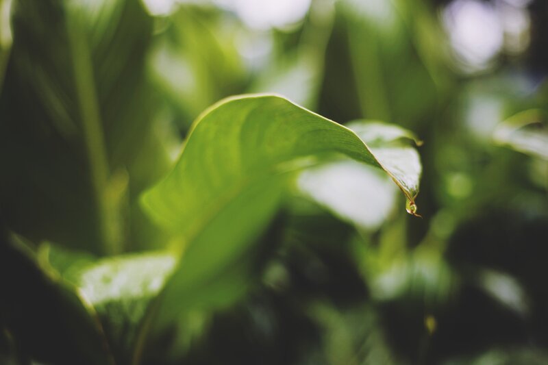 Green Leaf in Focus — Serene, Photograph, Background Blur