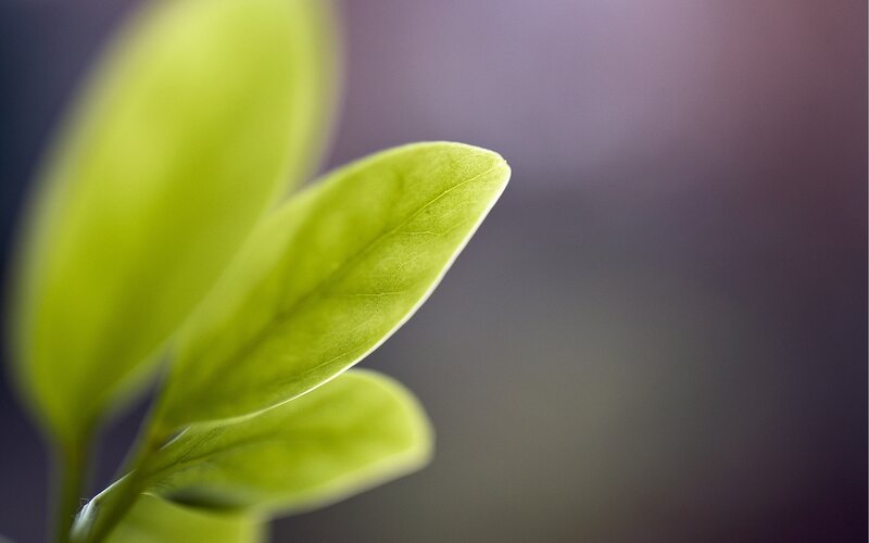 Green Leaf in Focus — Serene, Photograph, Stem, Blurry Background