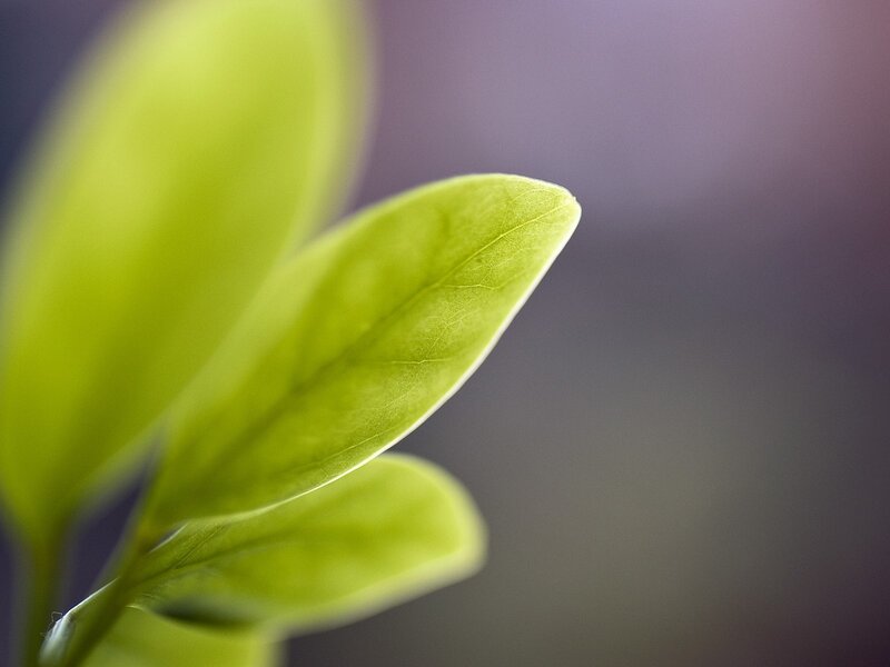 Green Leaf in Focus — Serene, Photograph, Stem