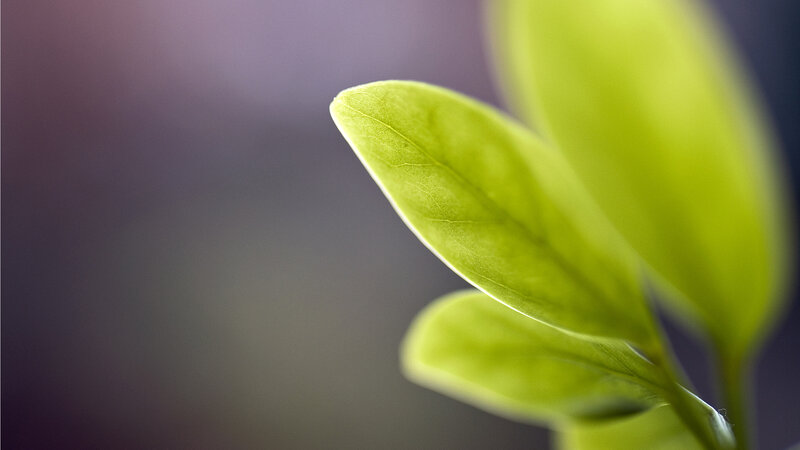 Green Leaf in Focus — Serene, Photograph