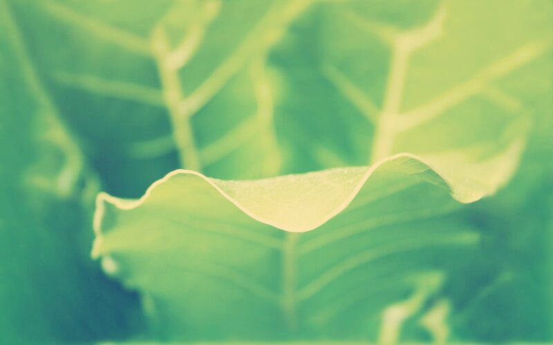 Green Leaf in Focus — Serene, Photograph, Veins