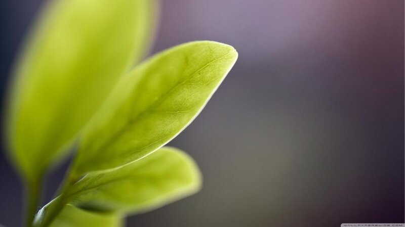 Green Leaf in Focus — Serene