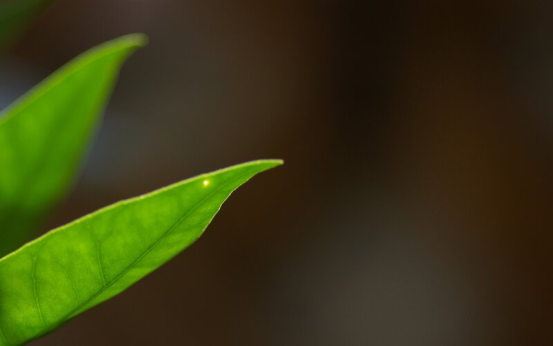 Green Leaf in Focus
