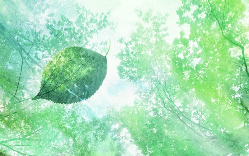 green leaf in forest canopy