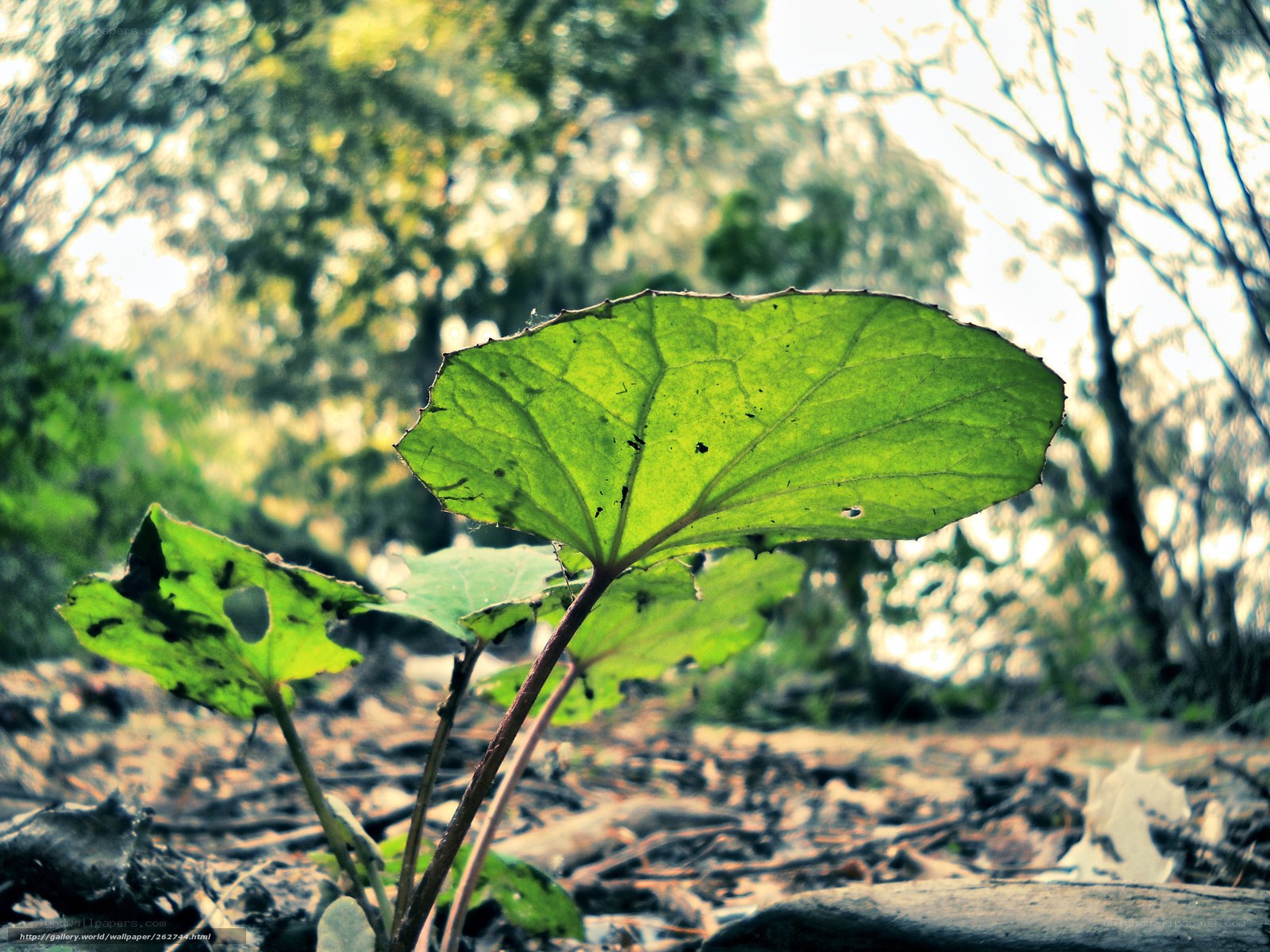 Green leaf in forest light