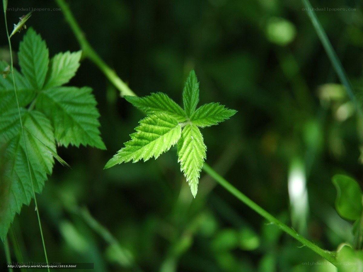 Green leaf in forest