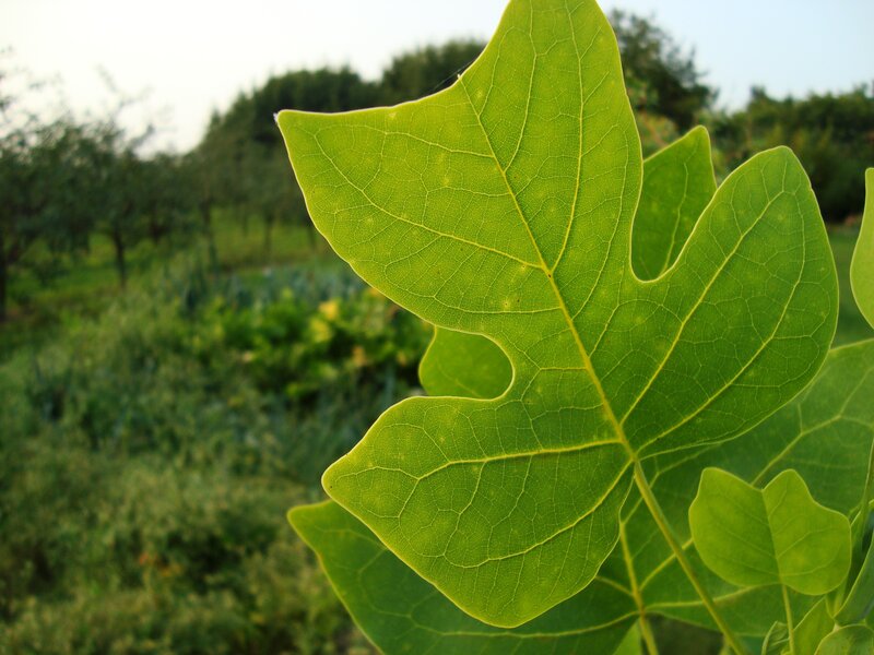 Green Leaf in Garden