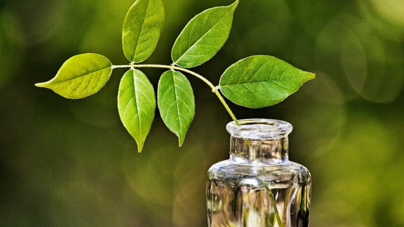 Green Leaf in Glass Bottle