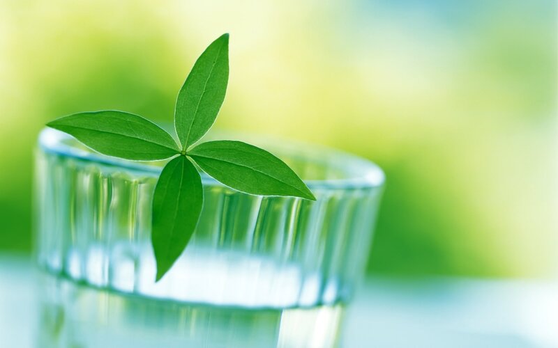 Green Leaf in Glass