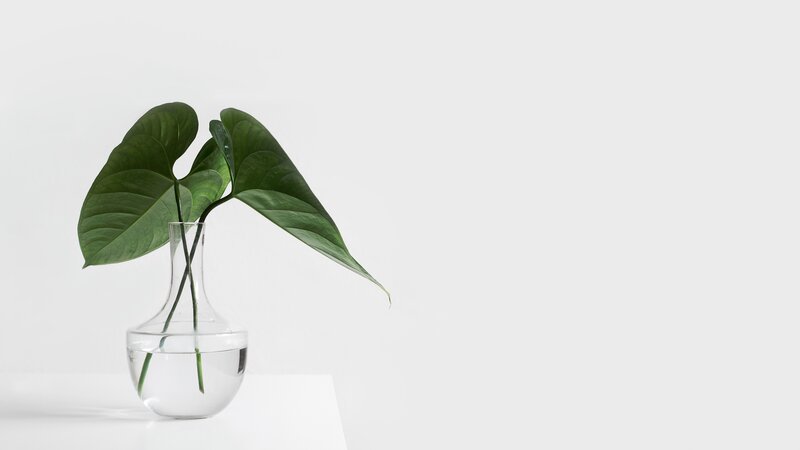Green Leaf in Glass Vase