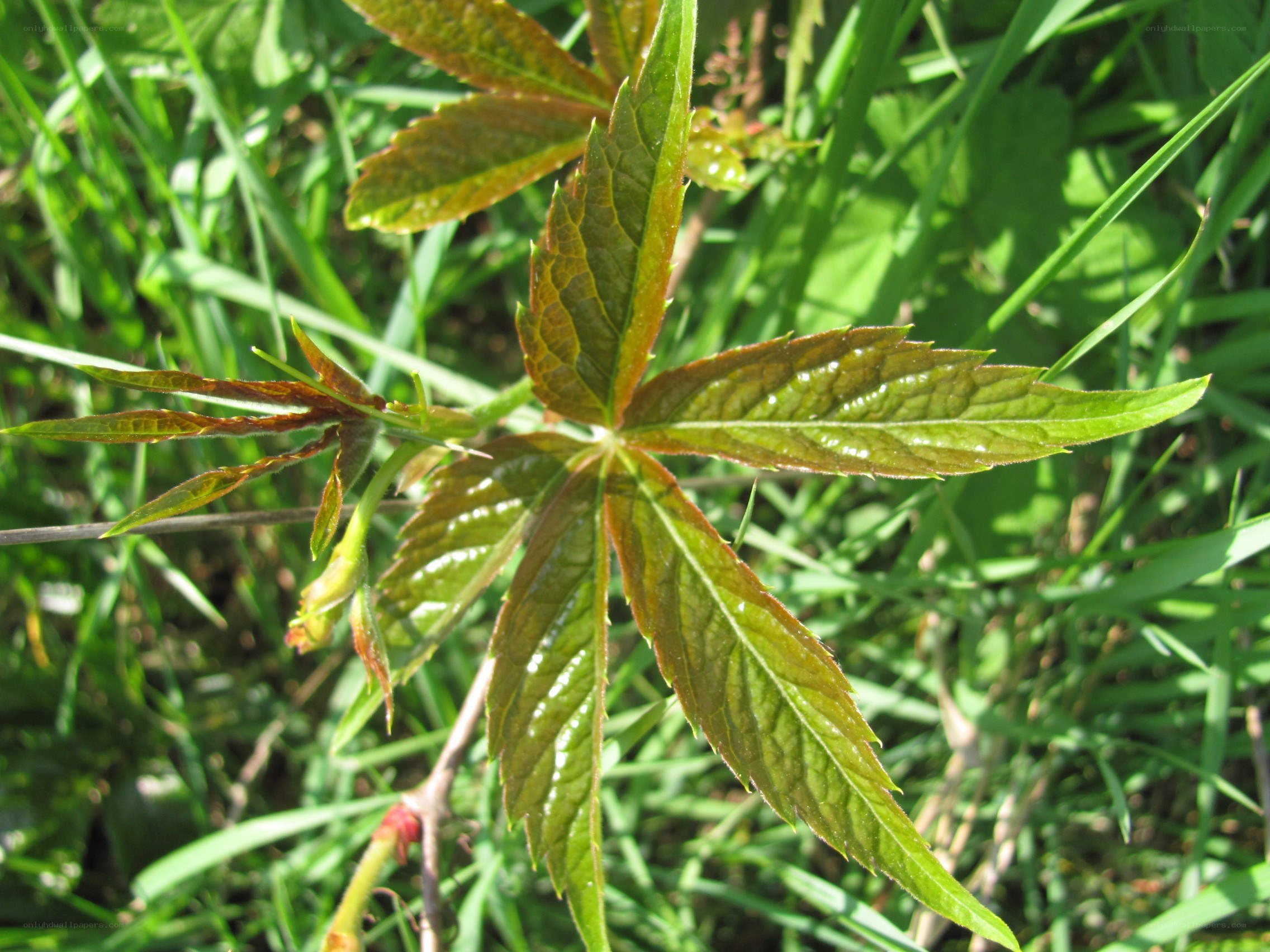green leaf in grass
