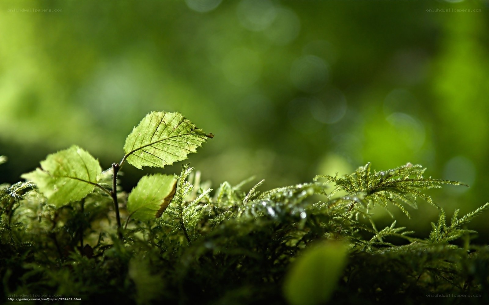 Green leaf in mossy forest