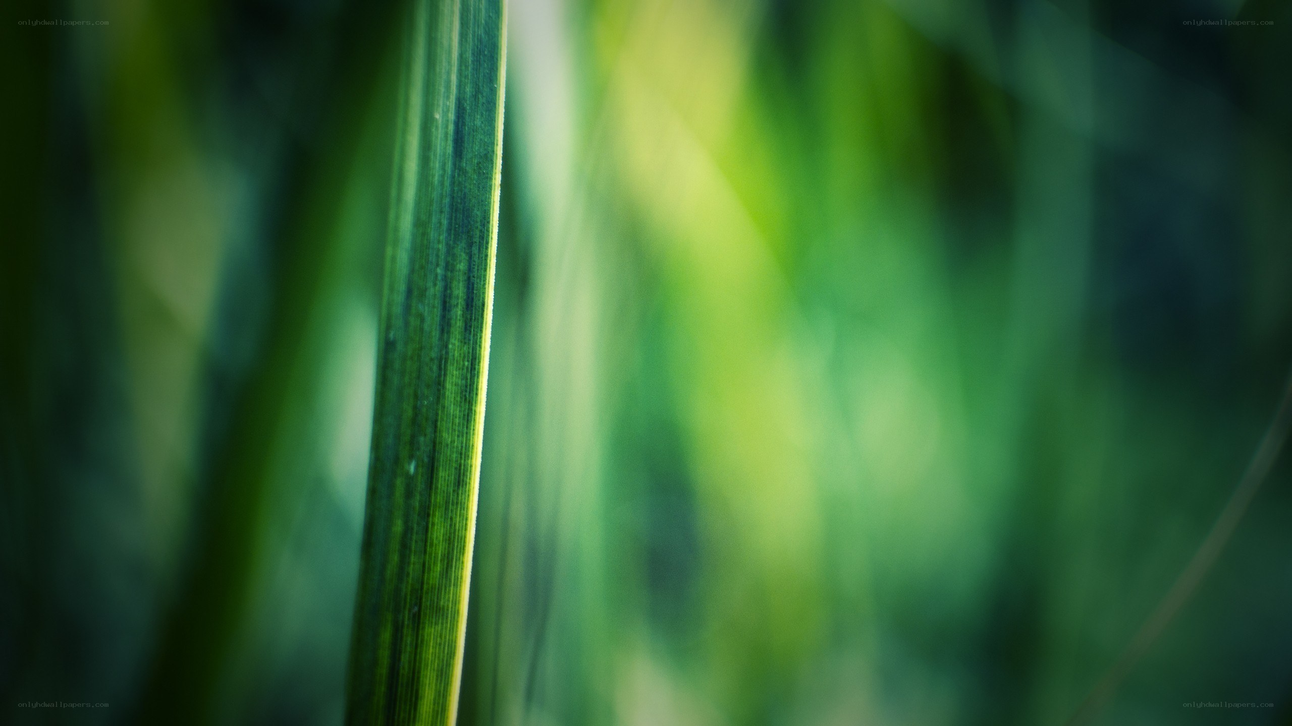 Green leaf in natural light