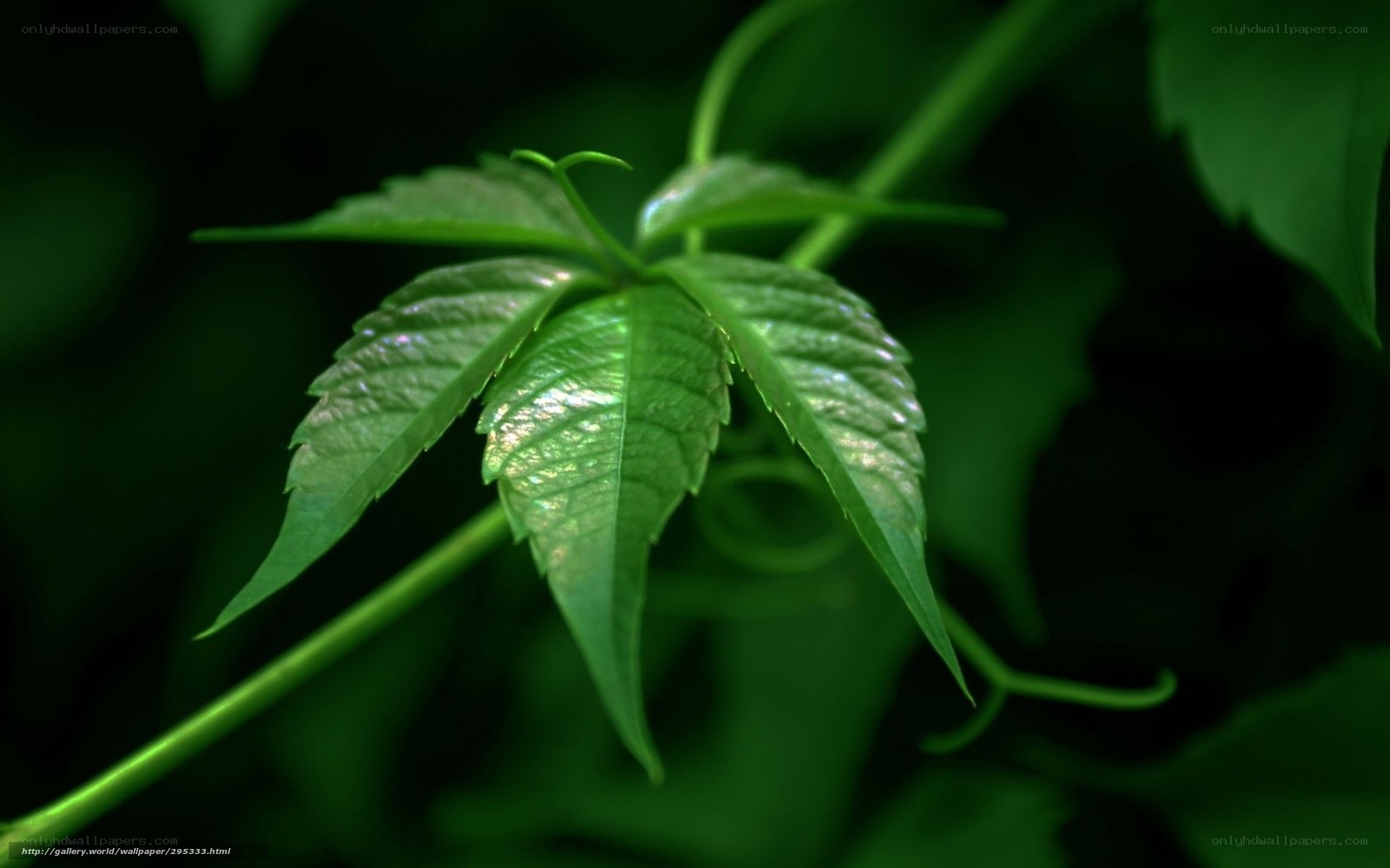 green leaf in natural light