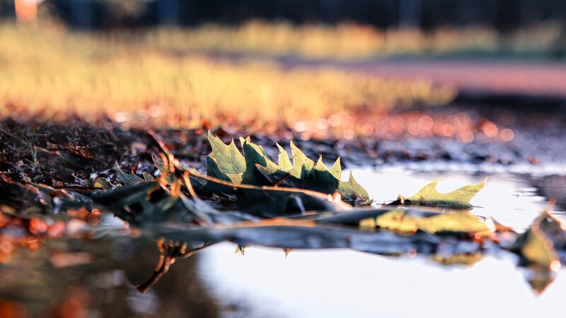 Green Leaf in Puddle