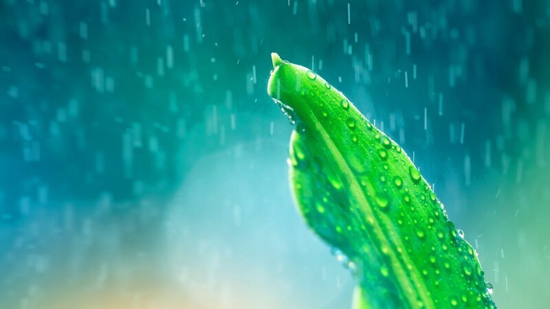 Green Leaf in Rain — Calm