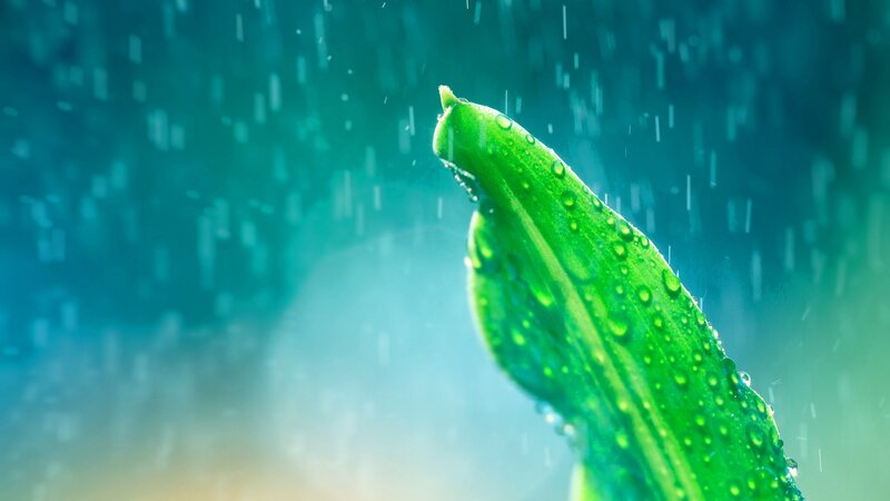 Green Leaf in Rain