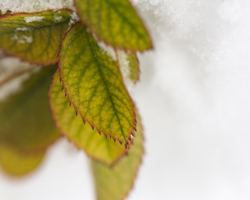 green leaf in snow