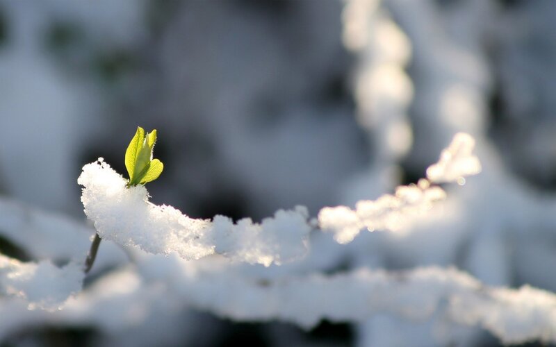 green leaf in snow