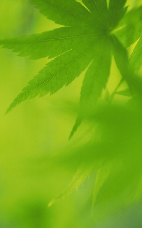 green leaf in soft focus