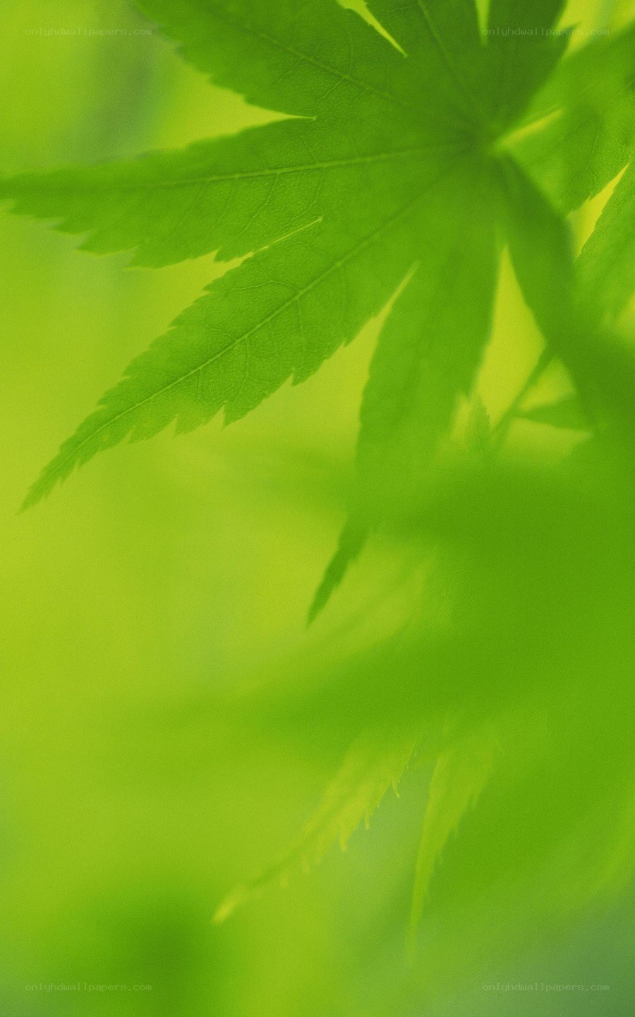 green leaf in soft focus