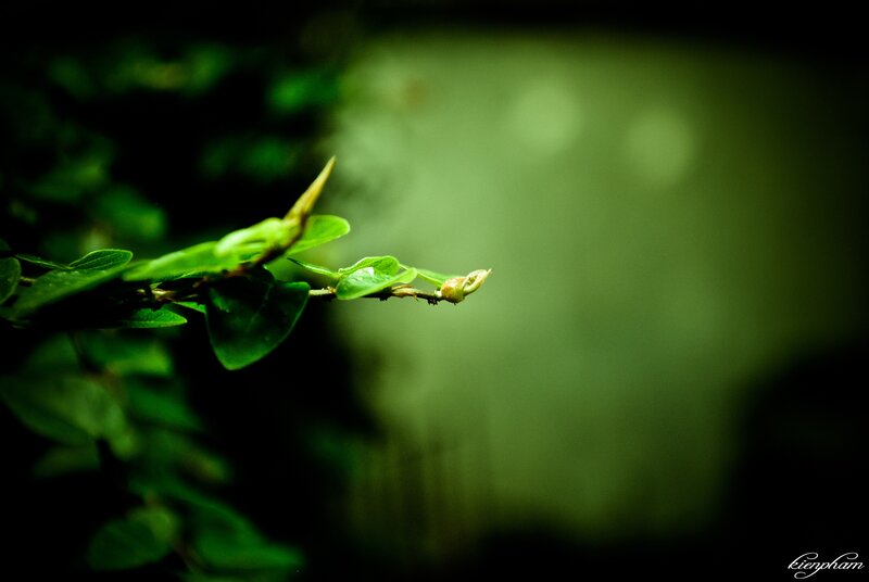 green leaf in soft focus