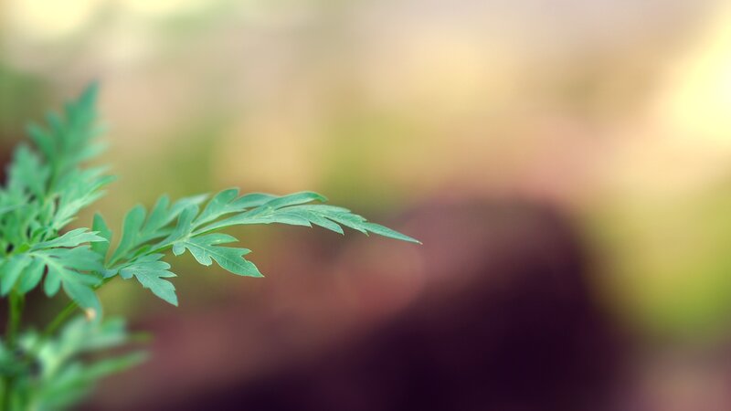 green leaf in soft focus