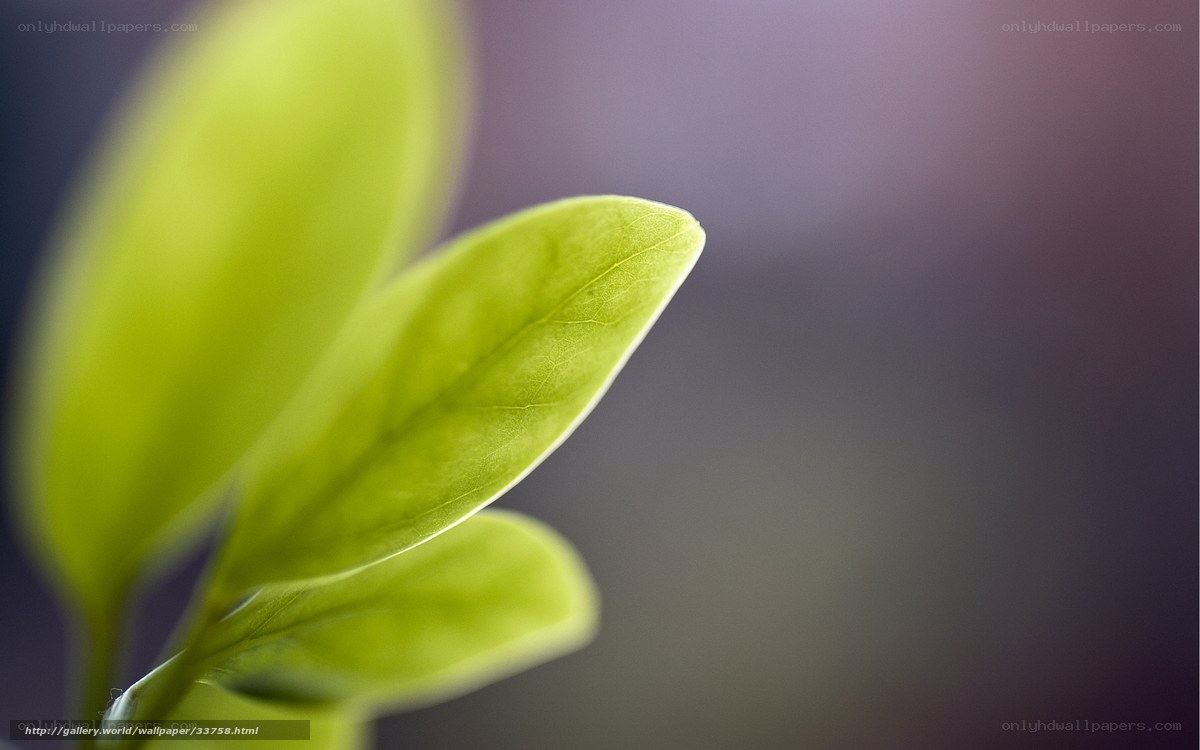 Green leaf in soft focus