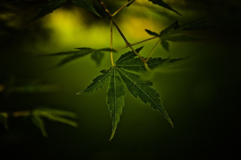Green leaf in soft light