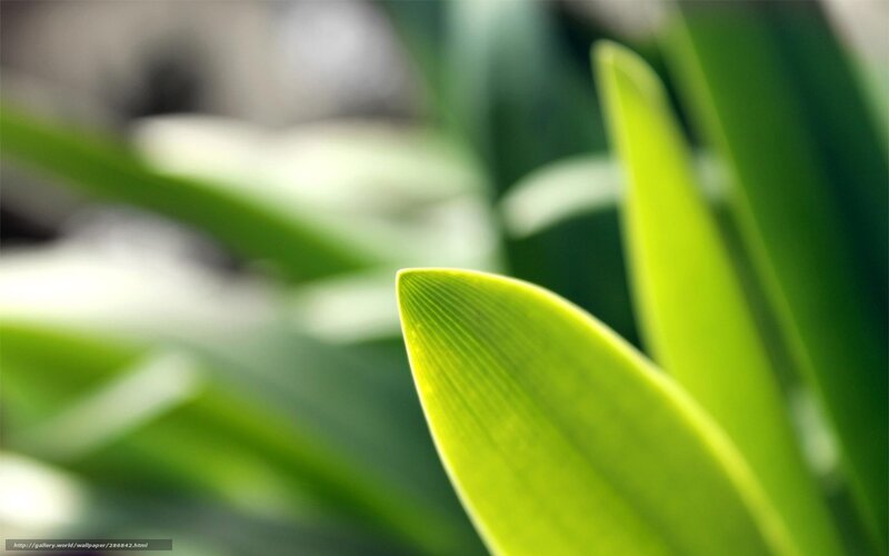 green leaf in sunlight