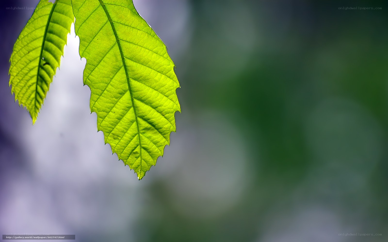 Green leaf in sunlight