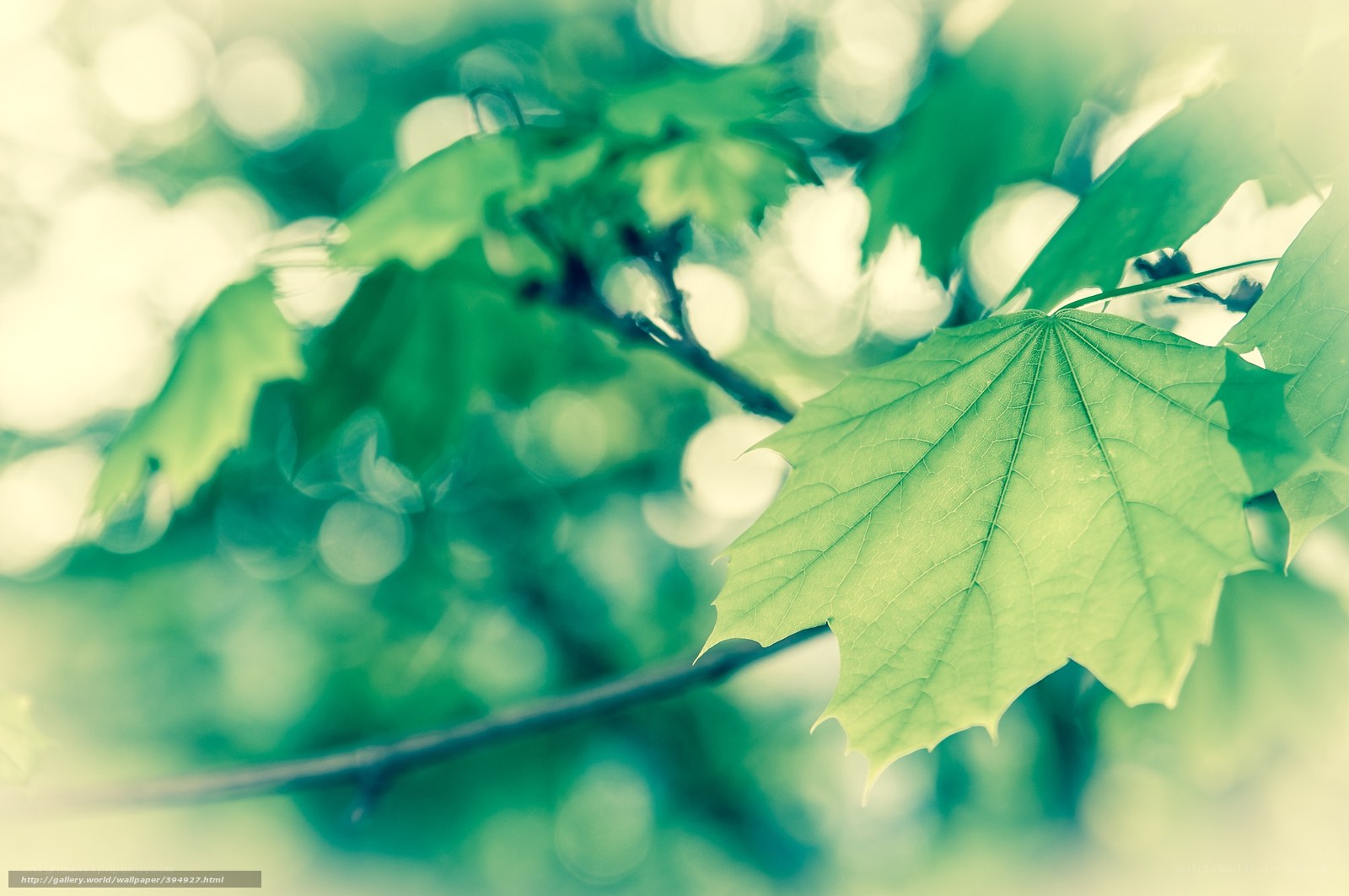Green leaf in sunlight