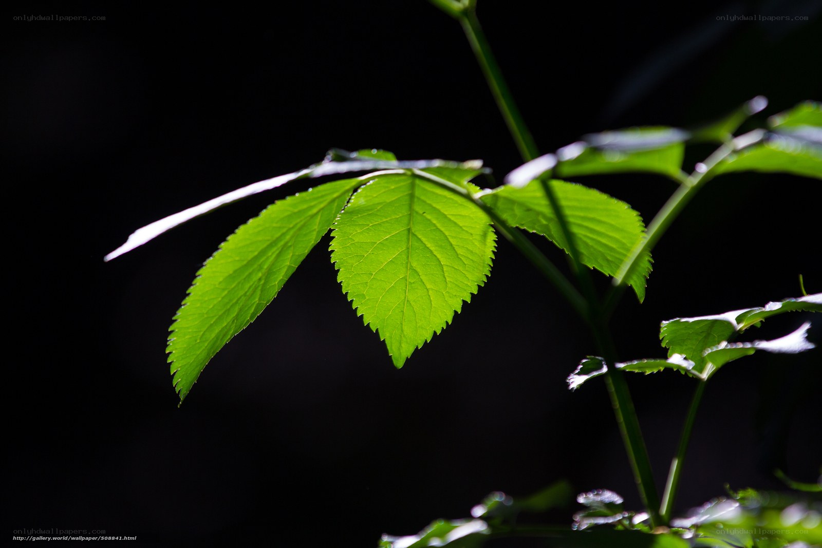 green leaf in sunlight