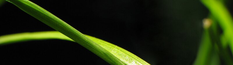 green leaf in sunlight