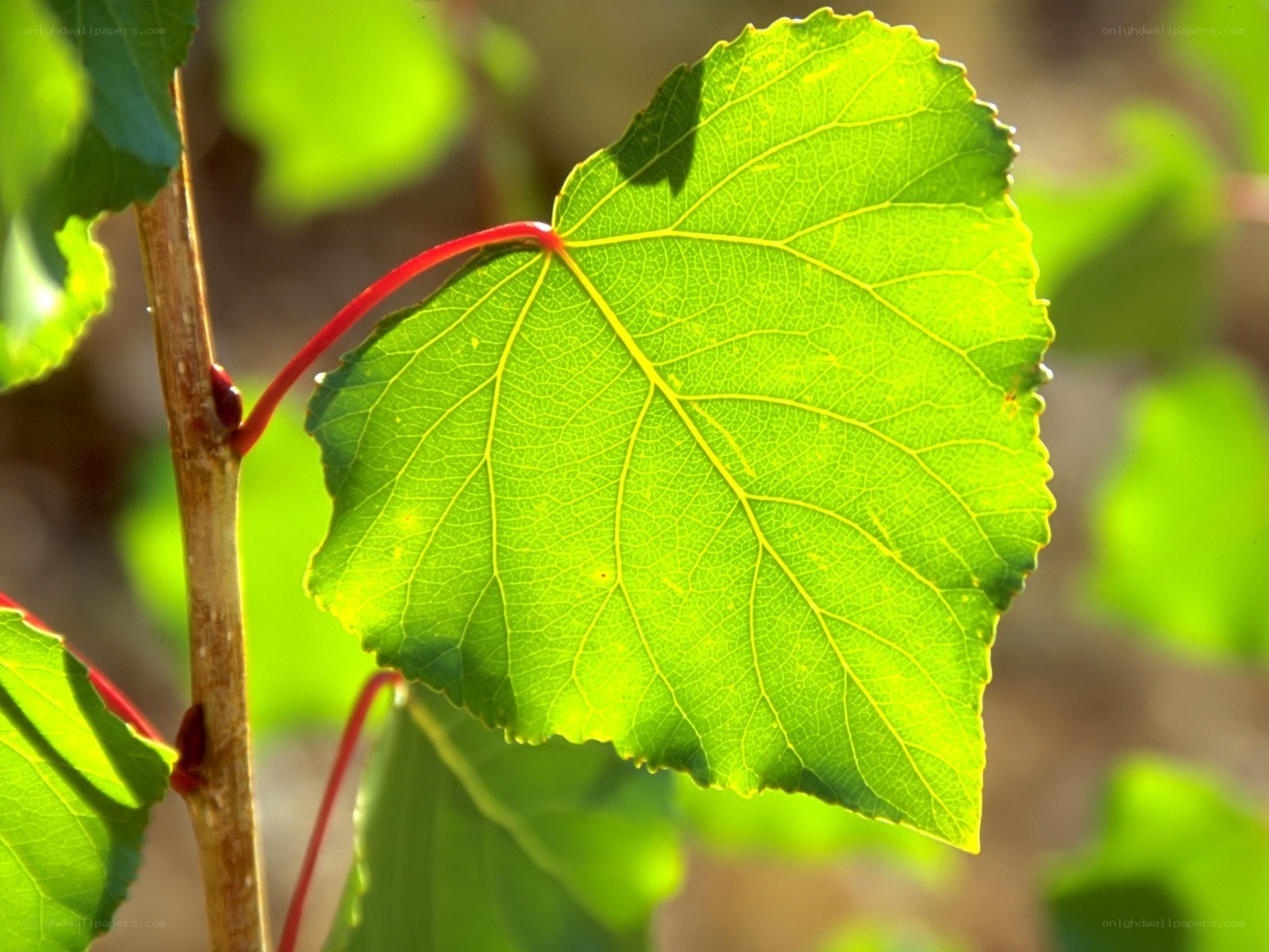 green leaf in sunlight