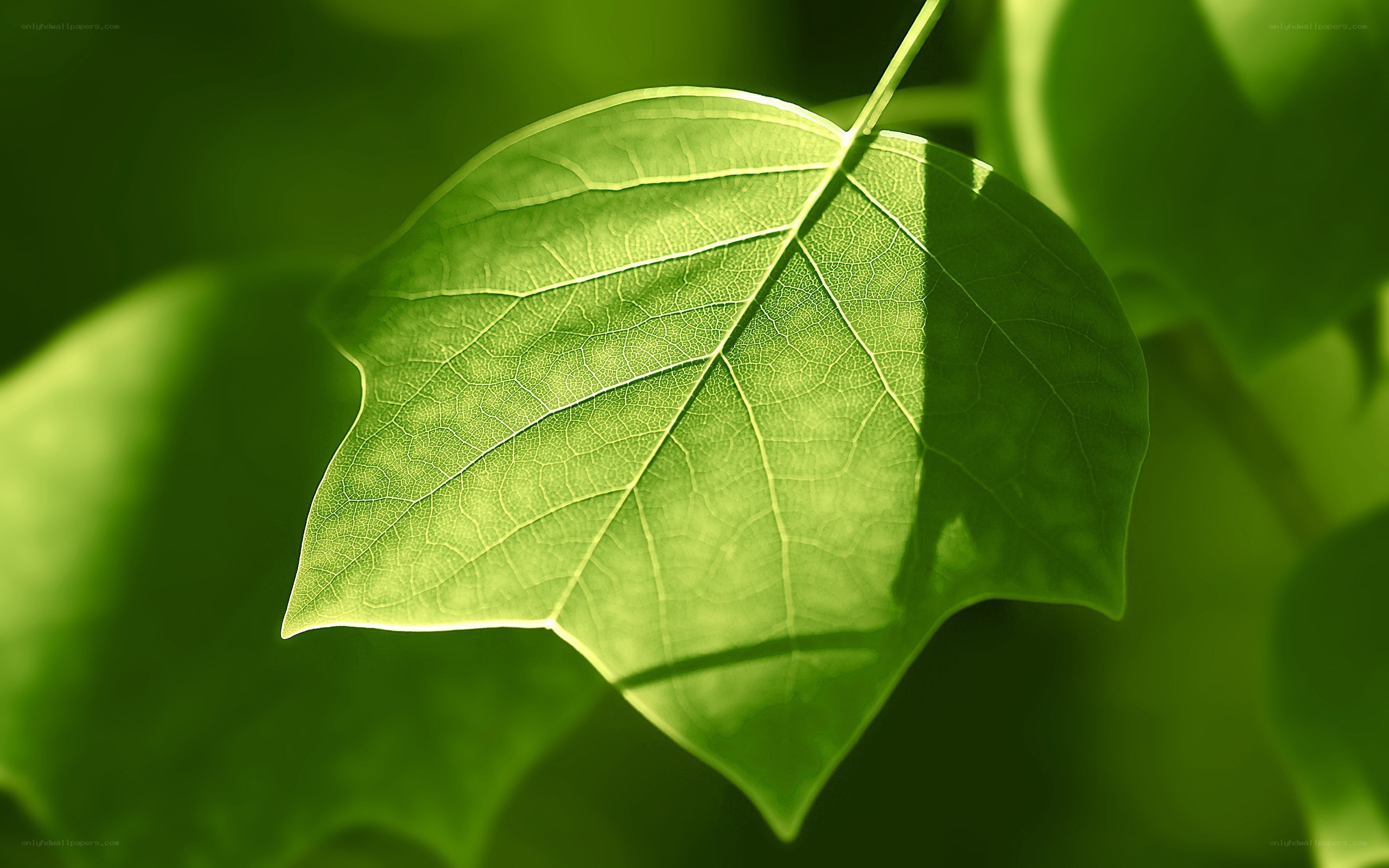 green leaf in sunlight