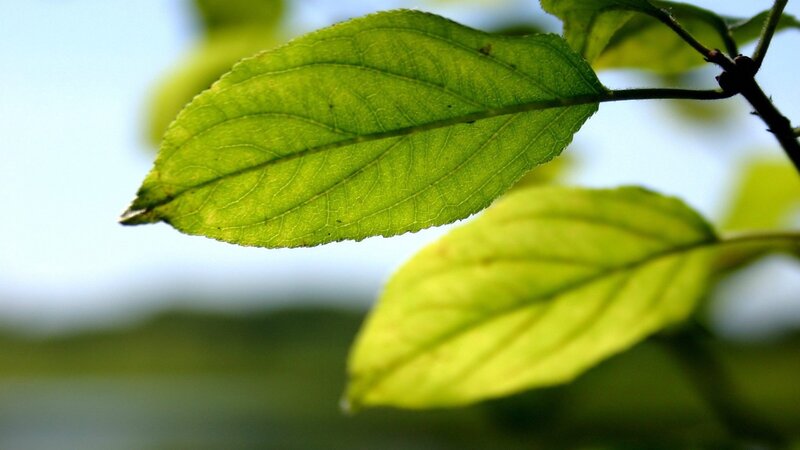 green leaf in sunlight