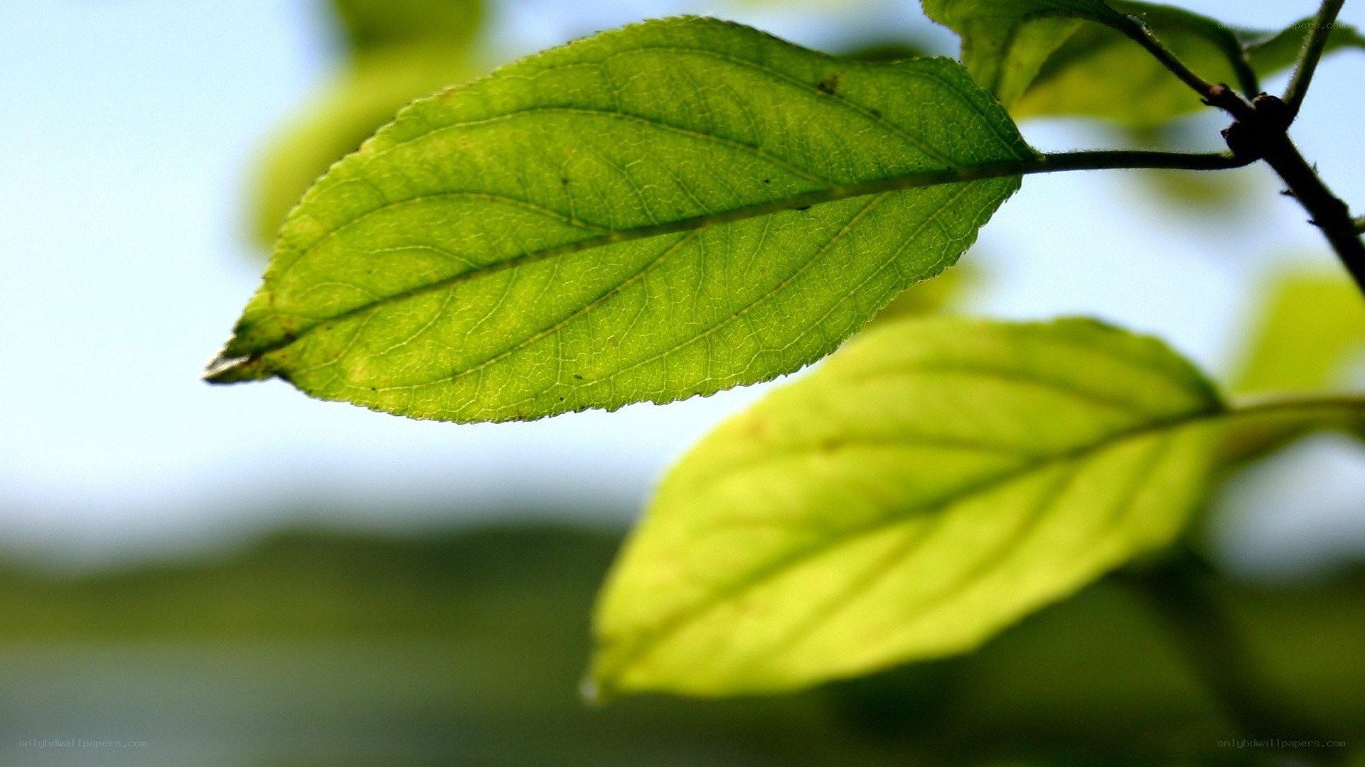 green leaf in sunlight