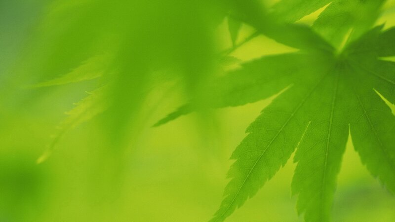 green leaf in sunlight