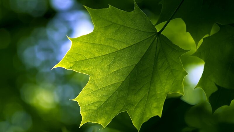green leaf in sunlight