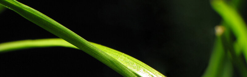 green leaf in sunlight